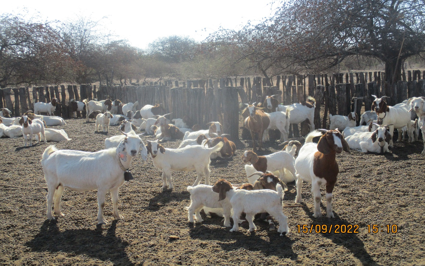 Goat Pass On Scheme
